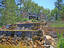 Photo 11 of 25 : 9831 Black Tupelo Lane