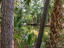 Photo 23 of 25 : 2143 Royal Pine Drive